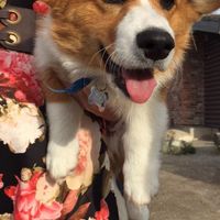 Let me see those fur babies!