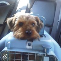 Spin off for animal lovers, happy thread