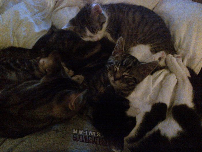 Nwr- fur babies