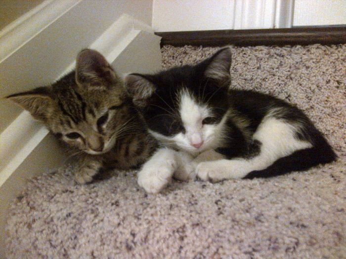 Nwr- fur babies