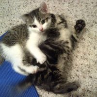 NWR For Fun. Furry Friends!