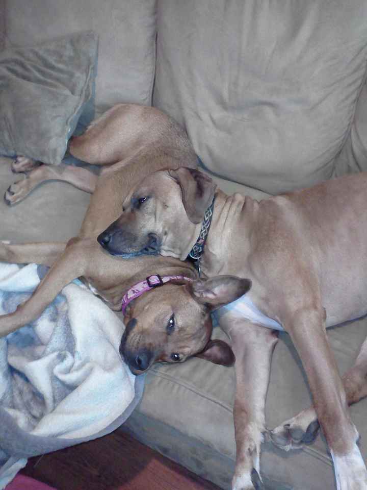 NWR: pets!