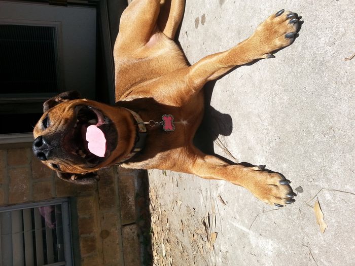 NWR: Fur baby thread!