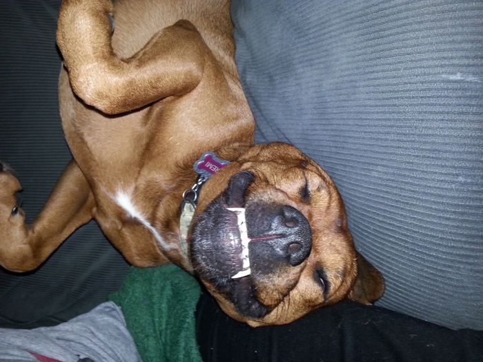 NWR: Fur baby thread!