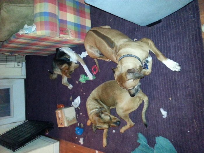 FUR BABIES!