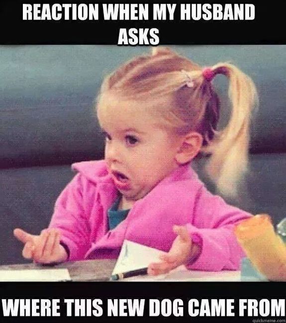 #petlife - pet memes & furbaby pictures!