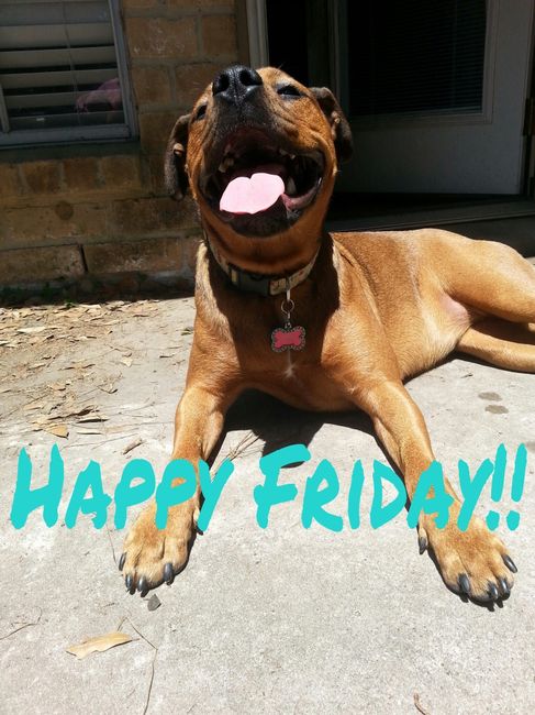 #petlife - pet memes & furbaby pictures!