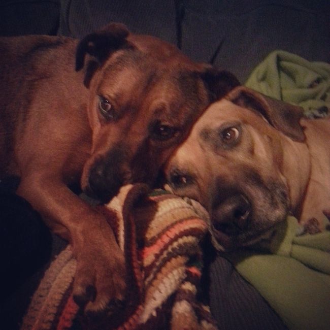NWR - Dog Mommas: Convince me Otherwise!