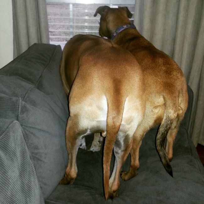 NWR - Dog Mommas: Convince me Otherwise!