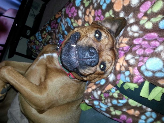 NWR lol people think my dogs are scary..