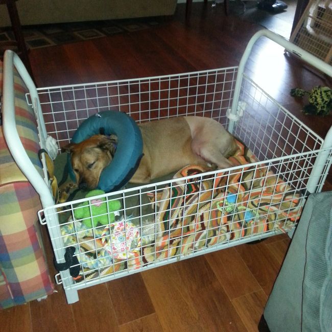 NWR: Prayers for my puppy please :(
