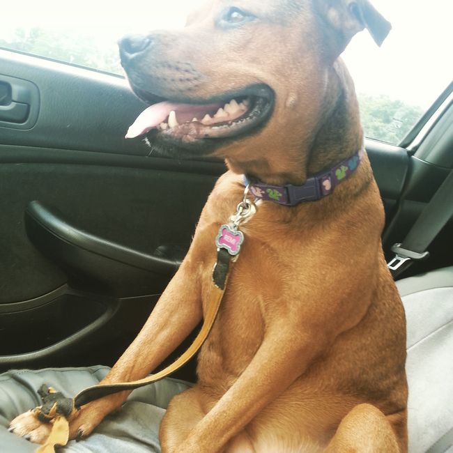 NWR My pitbull is too cute !!!