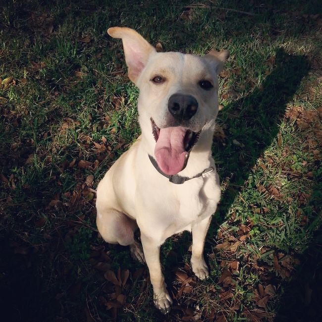 Holiday foster pup! Plus...do you give back?