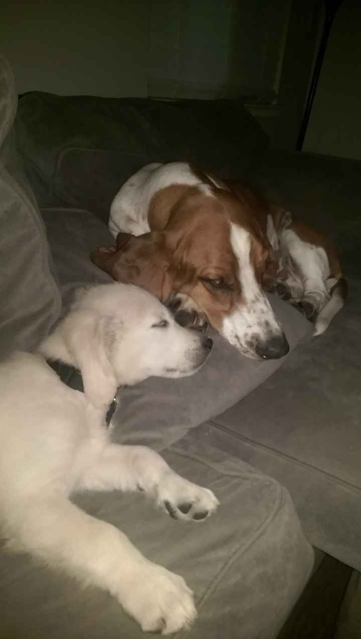 Pet names... Proper animal ones this time.,