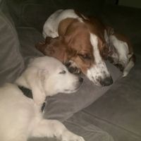 Pet names... Proper animal ones this time.,