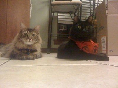 NWR - Furry Friends