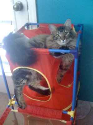 my fur baby is sick :(
