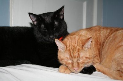 NWR: Show off your fur baby!