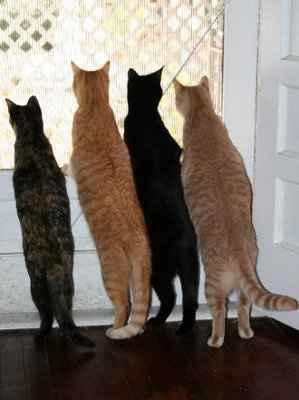 NWR: Show off your fur baby!