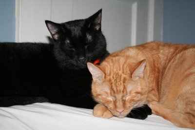 NWR: Show off your fur baby!
