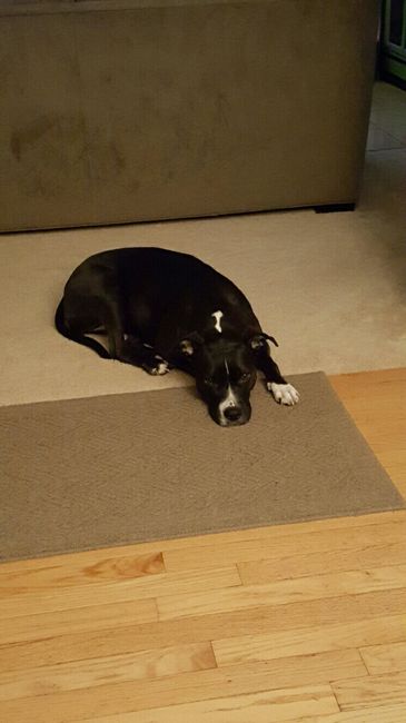 Let me see those fur babies!