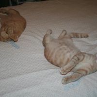 NWR: Show off your fur baby!