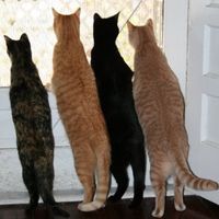 NWR: Show off your fur baby!