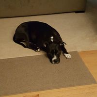 Let me see those fur babies!