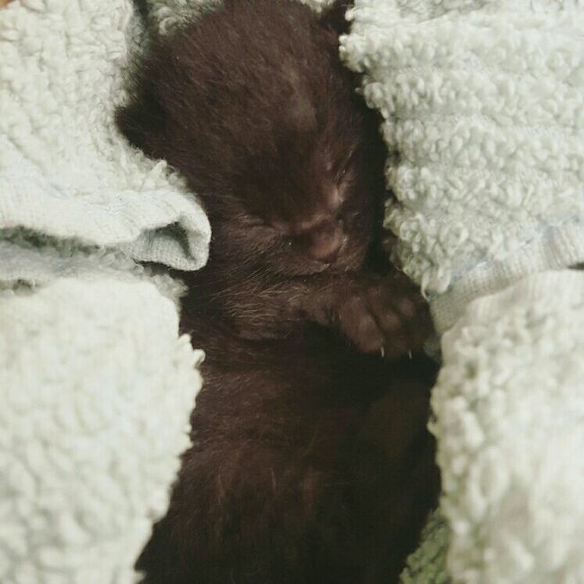Nwr: Wedding Planning and Kittens!