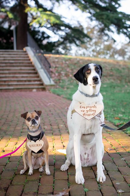 We love our doggos :)