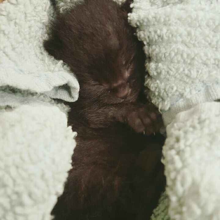 Nwr: Wedding Planning and Kittens!