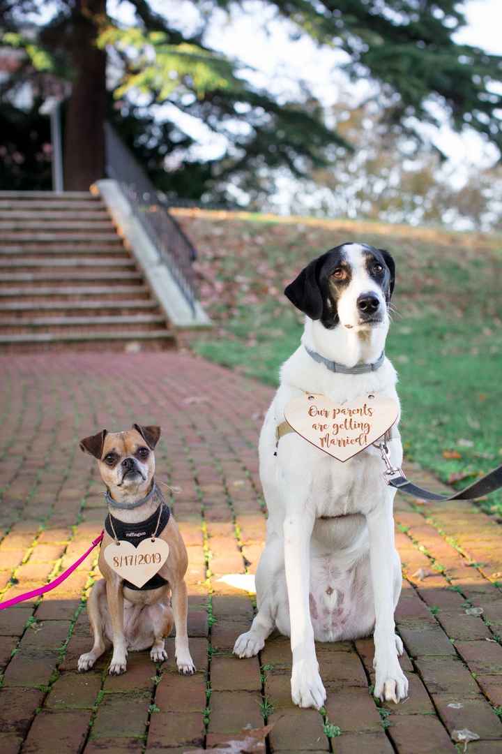 We love our doggos :)