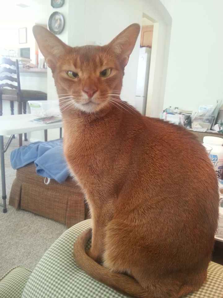 Nwr- show me your fur babies