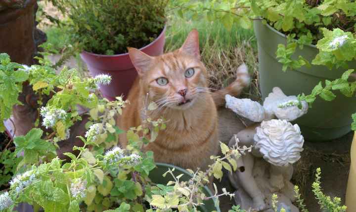 Nwr- show me your fur babies