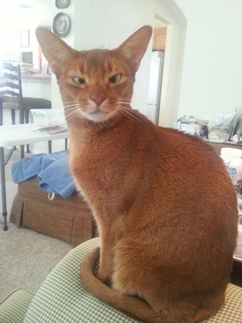 Nwr- show me your fur babies