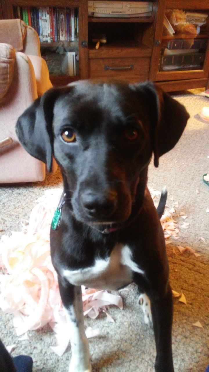 Show me your fur babies!
