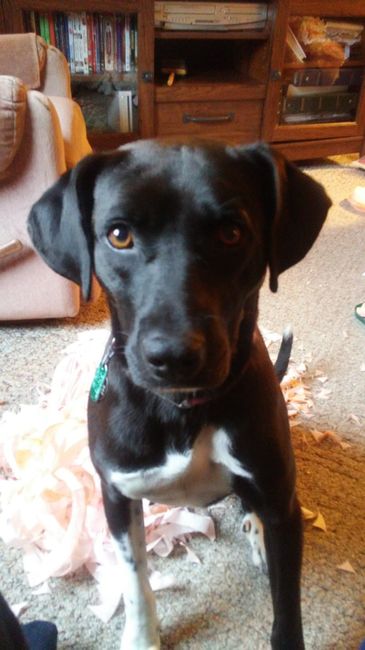 Show me your fur babies!