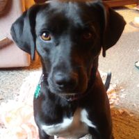 Show me your fur babies!