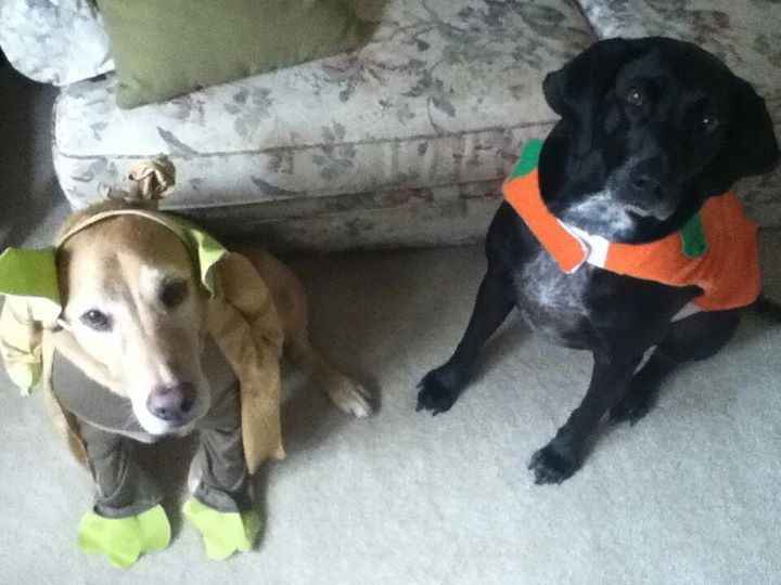 NWR: pets in costumes!!