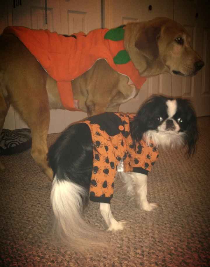 NWR: pets in costumes!!