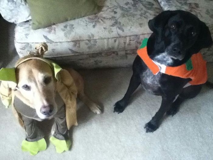 NWR: pets in costumes!!