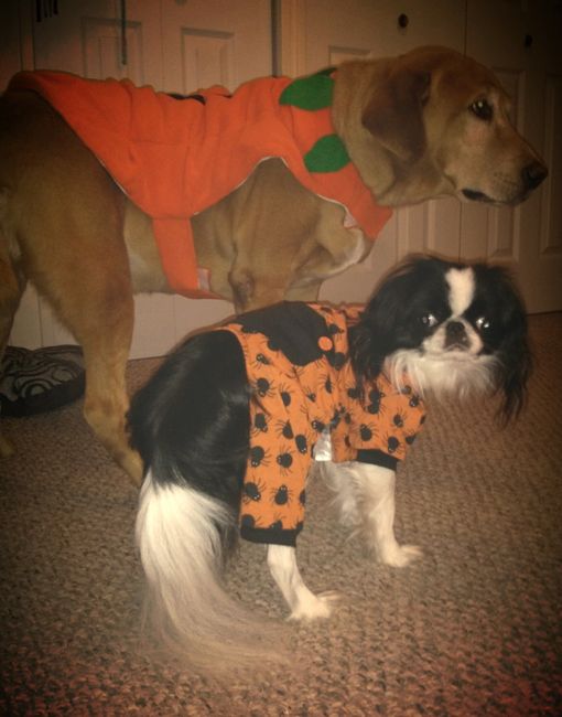NWR: pets in costumes!!
