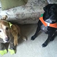 NWR: pets in costumes!!