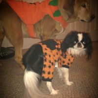 NWR: pets in costumes!!