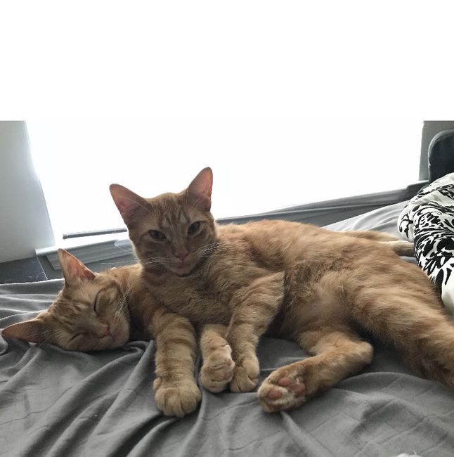 We started our family this weekend. 4