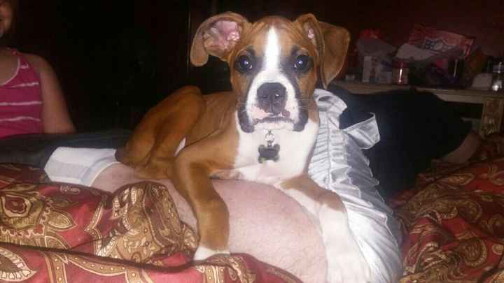 Thoughts on dogs in the wedding?