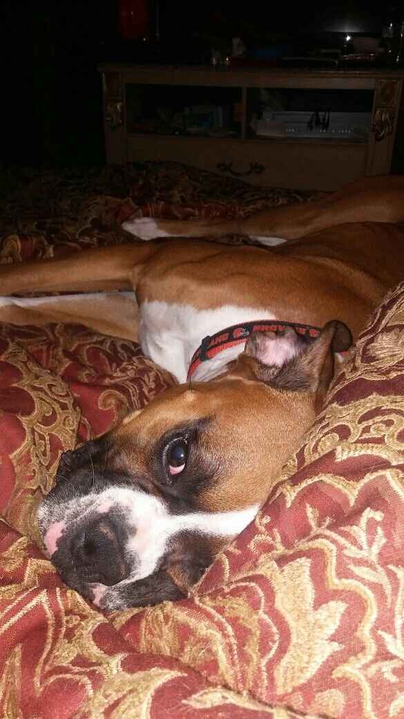 NWR - Send me pictures of your pets/memes