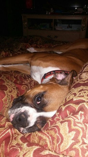 NWR - Send me pictures of your pets/memes