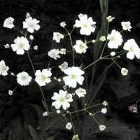 Bouquet question....