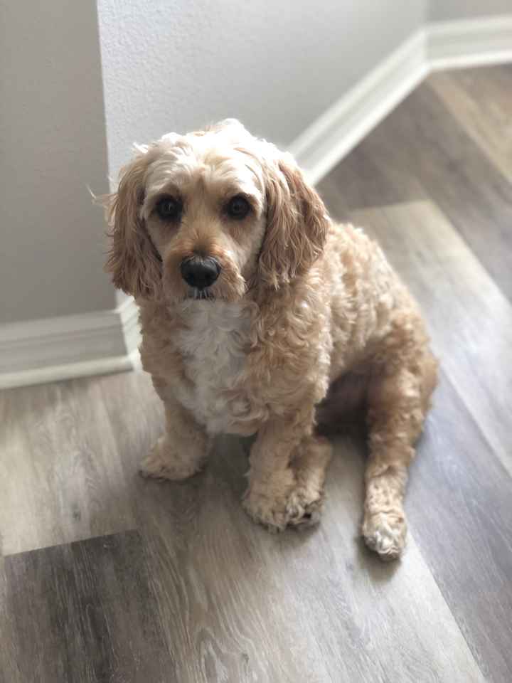 Show me your fur babies! - 1